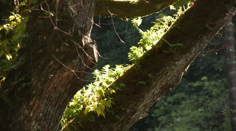 Tree hit by sunset bloom Stock Footage 1053682