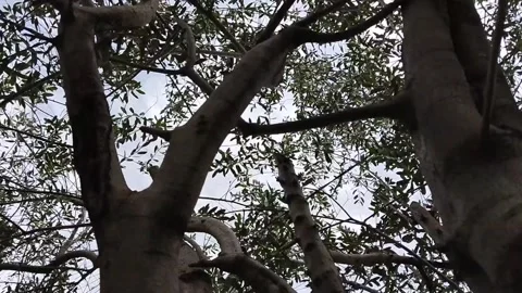 Tree hit by wind Stock Footage 229374237