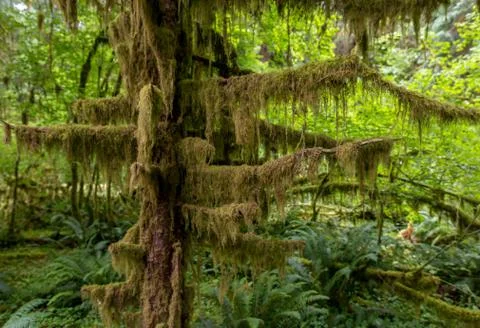 A tree in the Hoh Rainforest Stock Photos