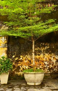 Tree in Hoi An Stock Photos