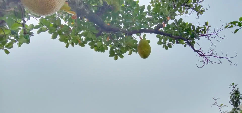 The tree is holding a large jack fruit Stock Photos