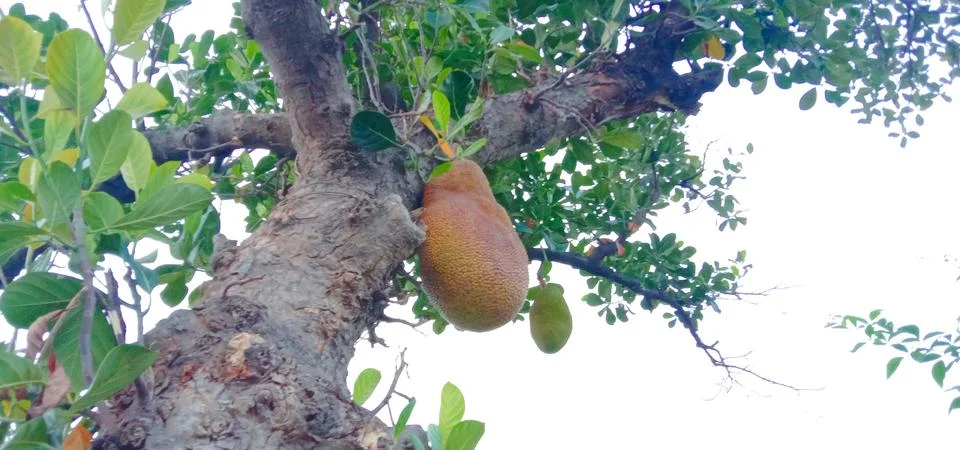 The tree is holding a large jack fruit Stock Photos