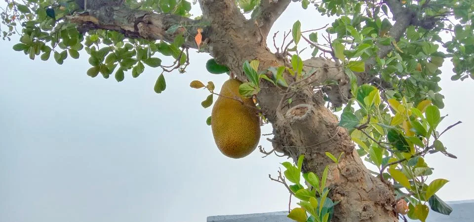 The tree is holding a large jack fruit Stock Photos