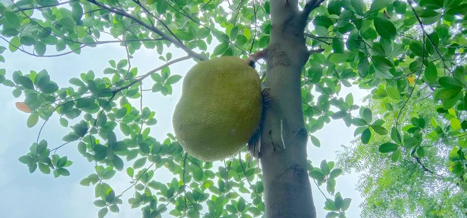 The tree is holding a large jack fruit Stock Photos