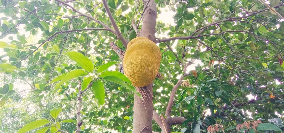 The tree is holding a large jack fruit Stock-Fotos