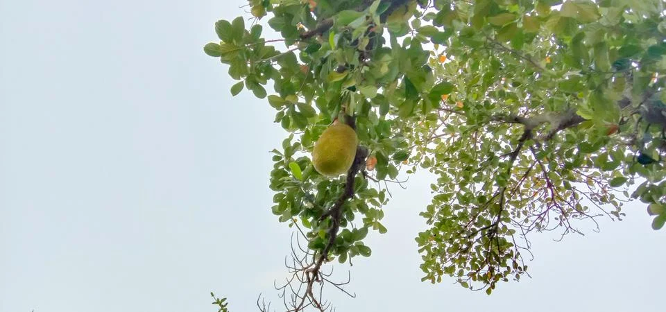 The tree is holding a large jack fruit Stock-Fotos
