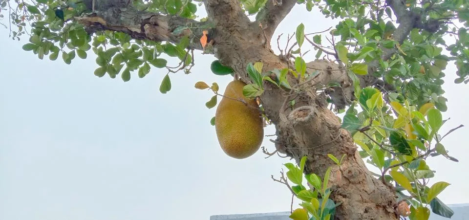The tree is holding a large jack fruit Foto stock