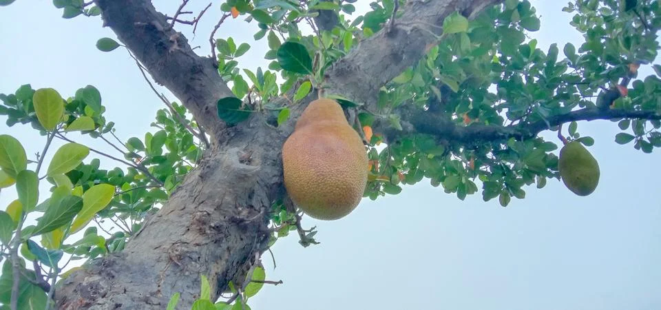 The tree is holding a large jack fruit Foto stock