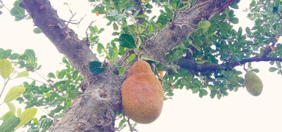 The tree is holding a large jack fruit Foto stock