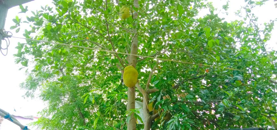 The tree is holding a large jack fruit Stock Photos