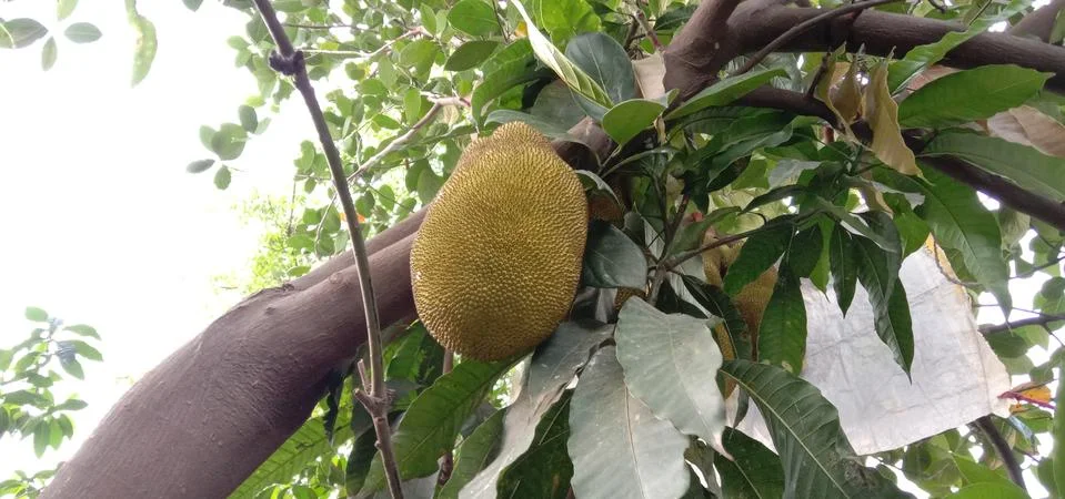 The tree holds a large jackfruit Stock Photos