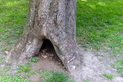 A tree hole - 1 Stock Photos
