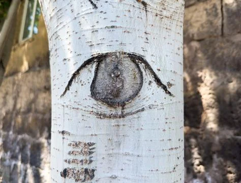 A tree with a hole in it that looks like an eye Stock Photos