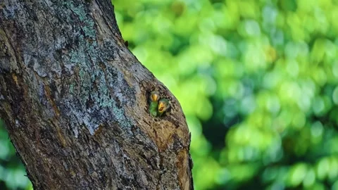 Tree Hole Nest With Newborn Red-breasted Parakeets. Selective Focus Shot 動画素材 315427214