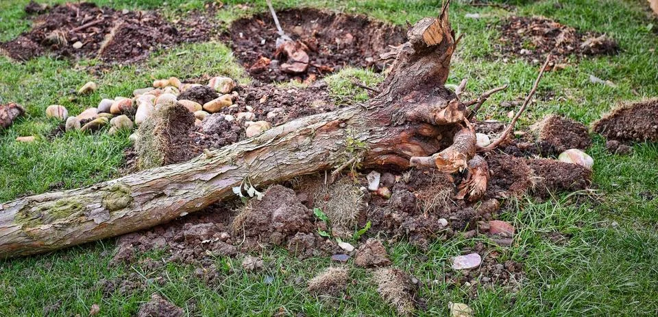 Tree hole Stock Photos