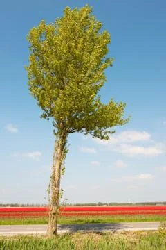 Tree in holland Stock Photos