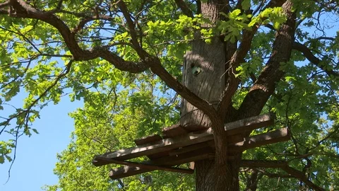 Tree hollow apiculture Stock Footage 108161764