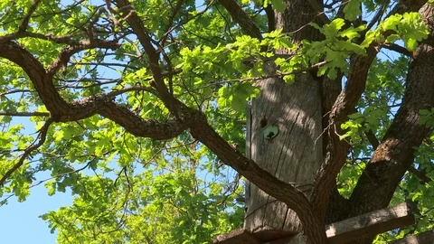 Tree hollow apiculture Stock Footage 108165662