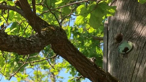 Tree hollow apiculture Stock Footage 108166094