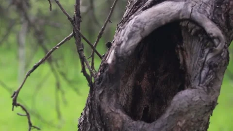 Tree with hollow close-up on forest background Vídeos de archivo 156291678
