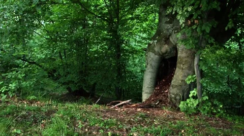 Tree Hollow Stock Footage 46128455