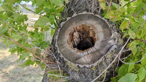 A tree hollow in the forest Vídeos de archivo 342613475