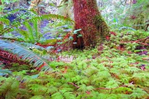 Tree Hollow in the Forest Stock Photos
