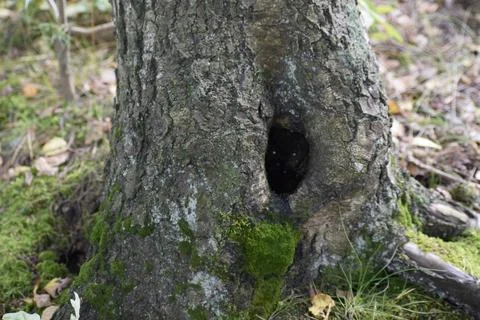 Tree hollow with moss and two bright objects inside resembling eyes Stock Photos