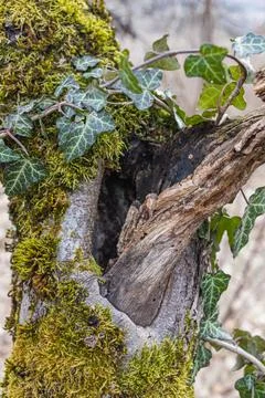 Tree hollow in the old moss-covered stump, located in a large forest, close Stock Photos