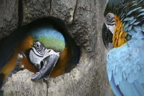 In a tree hollow Foto stock