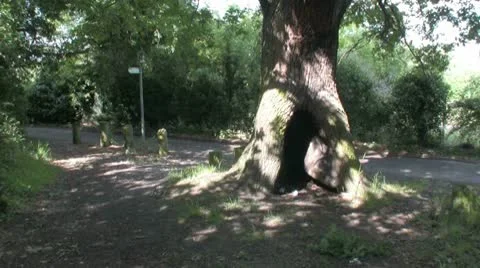 Tree with hollow trunk zoom Video stock 10732808