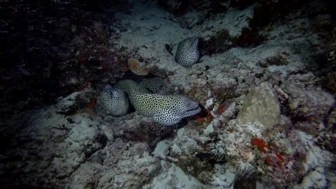 Tree Honeycomb Moray on coral reef in the night Video stock 87912907