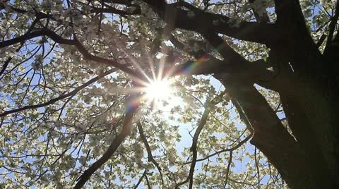 Tree of Hope Stock Footage 11017120