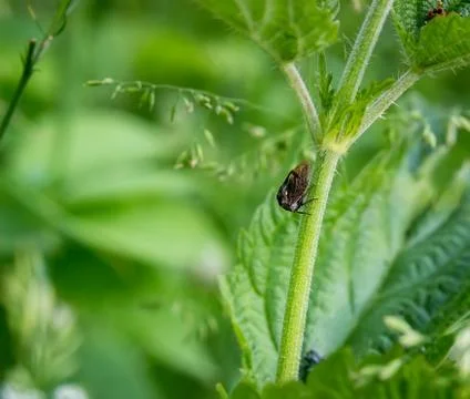 Tree hopper Centrotus cornutus Stock Photos