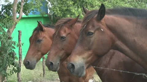 Tree Horses Faces Video stock 12100209