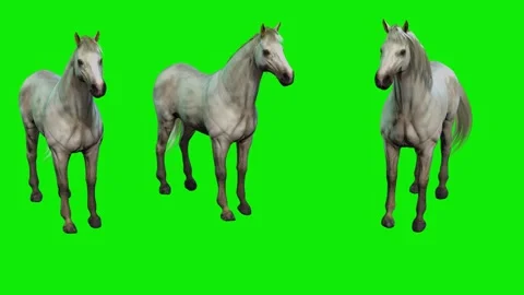 TREE HORSES...ANIMAL,4K ,time 56 sec. Stock Footage 293903334