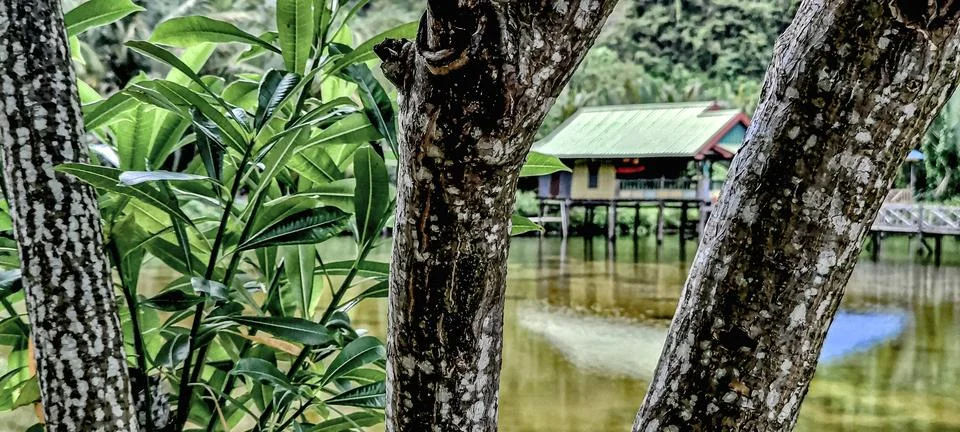 A tree with a house in the background Stock Photos