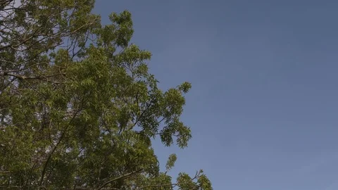 Tree, house, blue sky and grass with crane gimbal Stock Footage 113674341