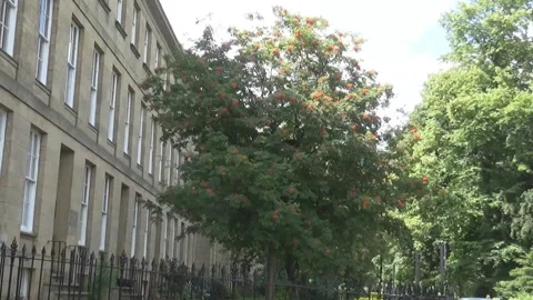 Tree, house Stock Footage 90010867