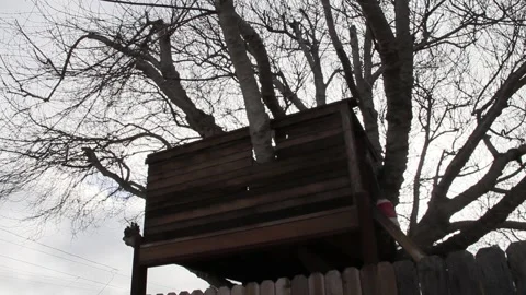 A tree house Stock Footage 155386029