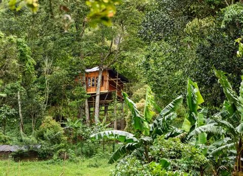 Tree house in the jungle Stock Photos