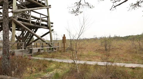 Tree house marsh land bog swamp in latvia Stock Footage 45289019