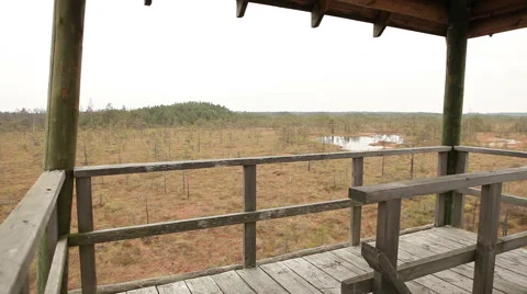 Tree house marsh land bog swamp in latvia Stock Footage 45289027