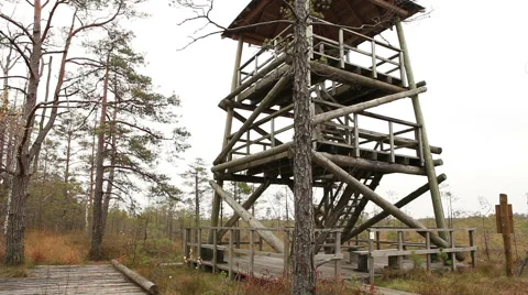 Tree house marsh land bog swamp in latvia Stock Footage 45289062