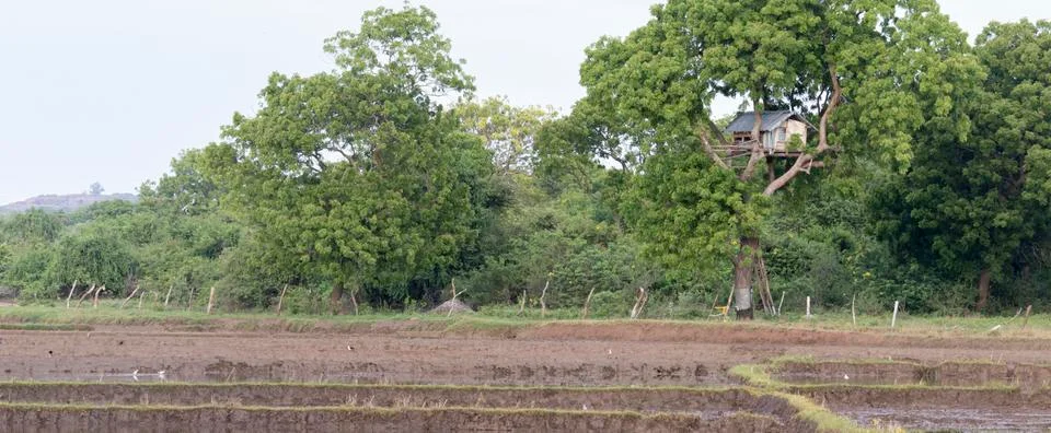 Tree House near paddy field to protect crops from animals rural village lands Stock Photos