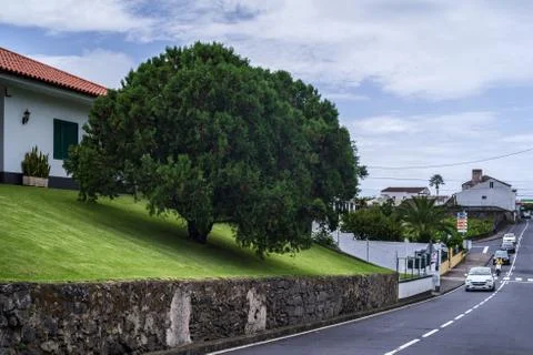 Tree at the house Foto stock