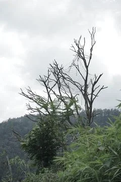 Tree house Stock Photos