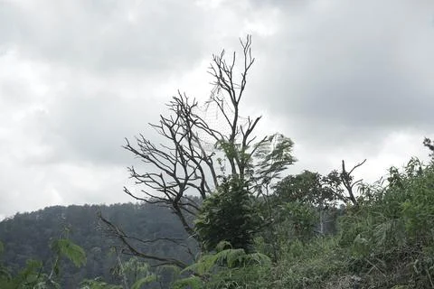 Tree house 库存照片