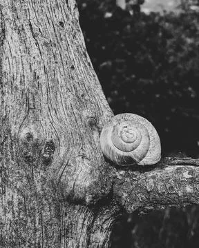 The tree house Foto stock