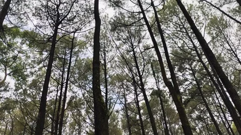 Tree house pine forest in the forest Stock Footage 306766307